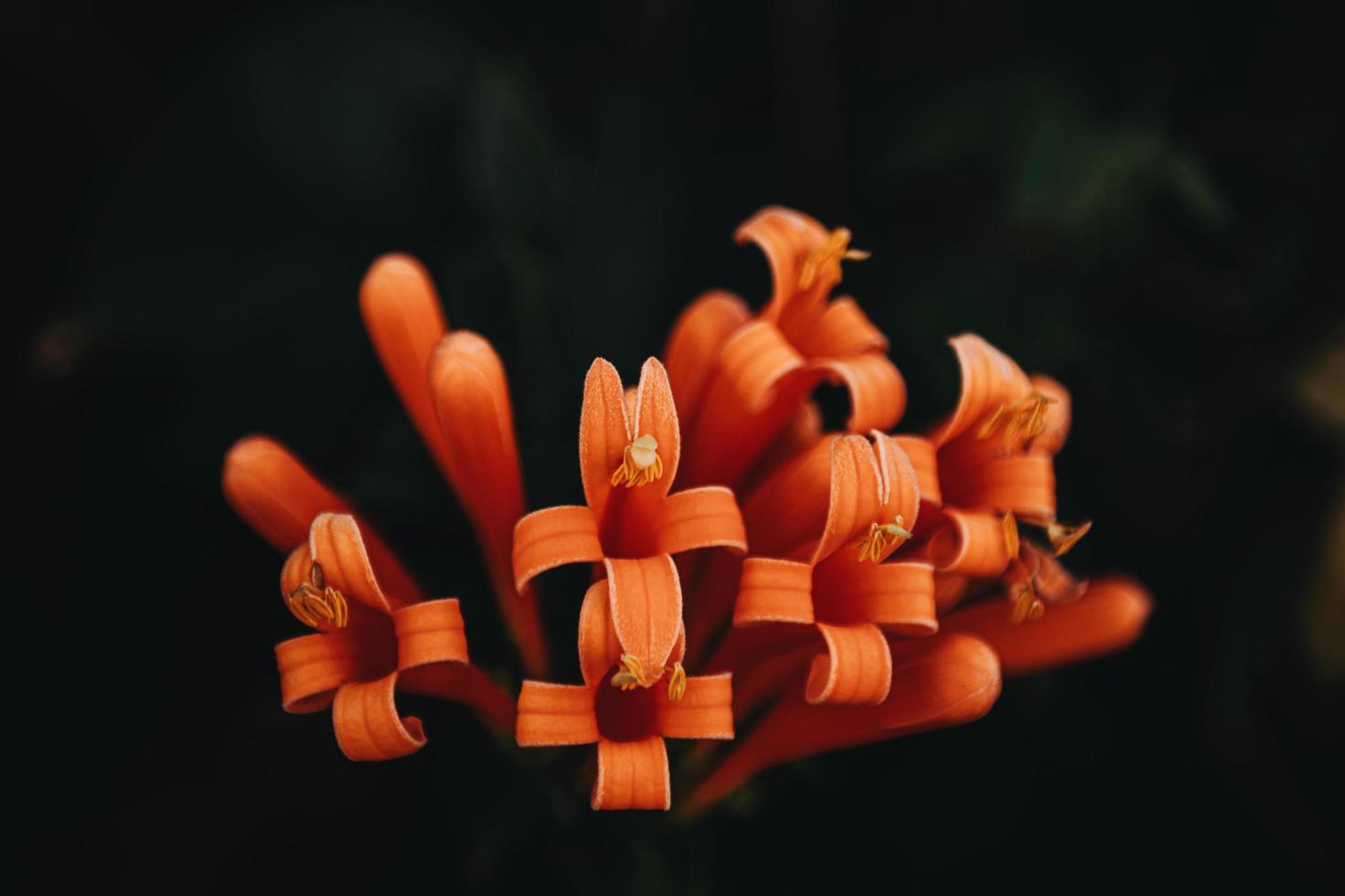 närbild av orange blommor foto