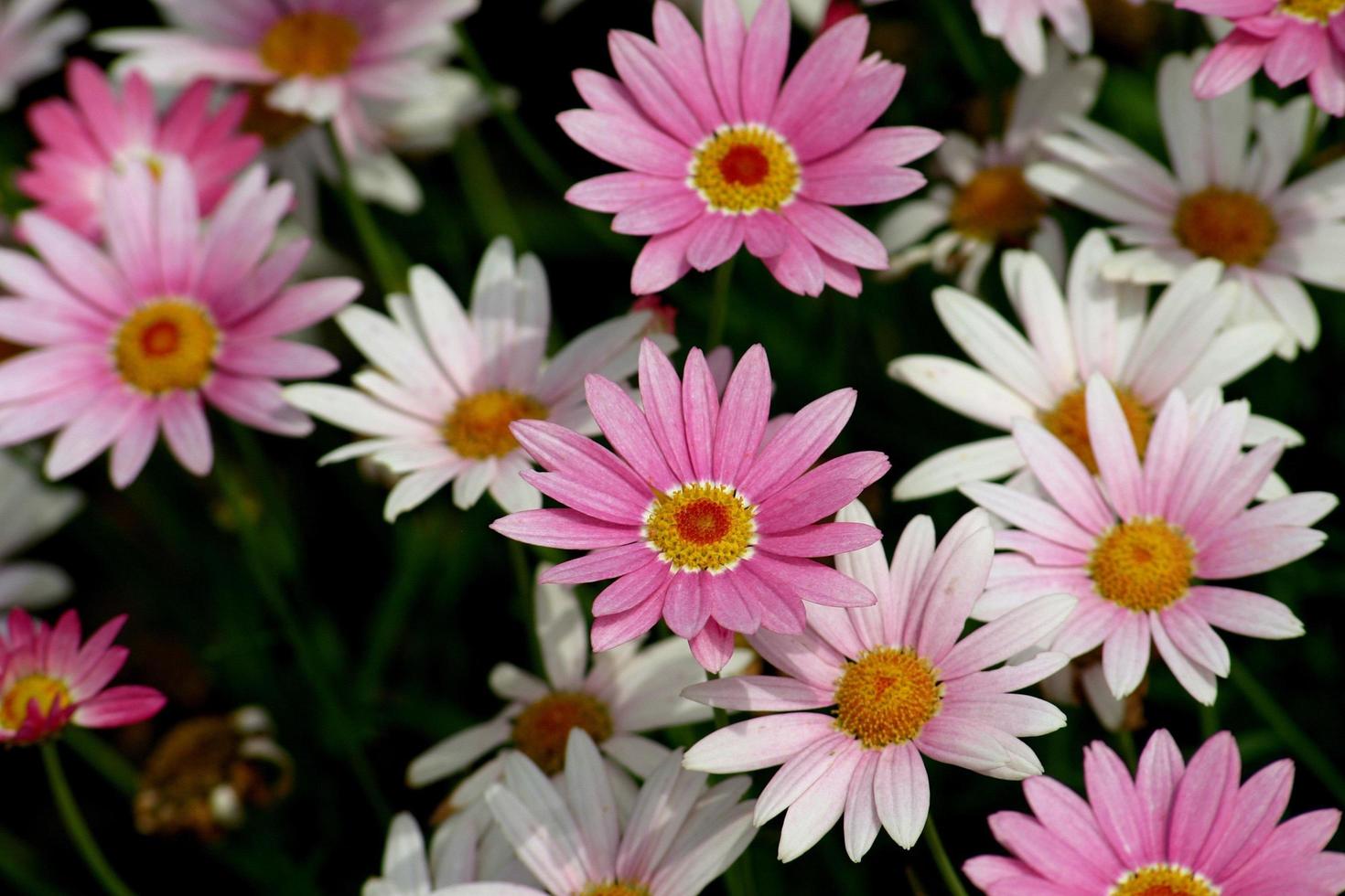 rosa och vita blommor i en trädgård foto