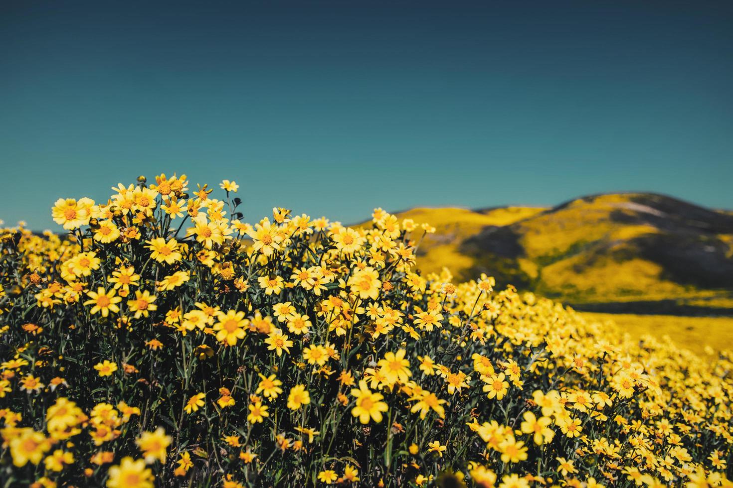 närbild av det gula blommafältet foto