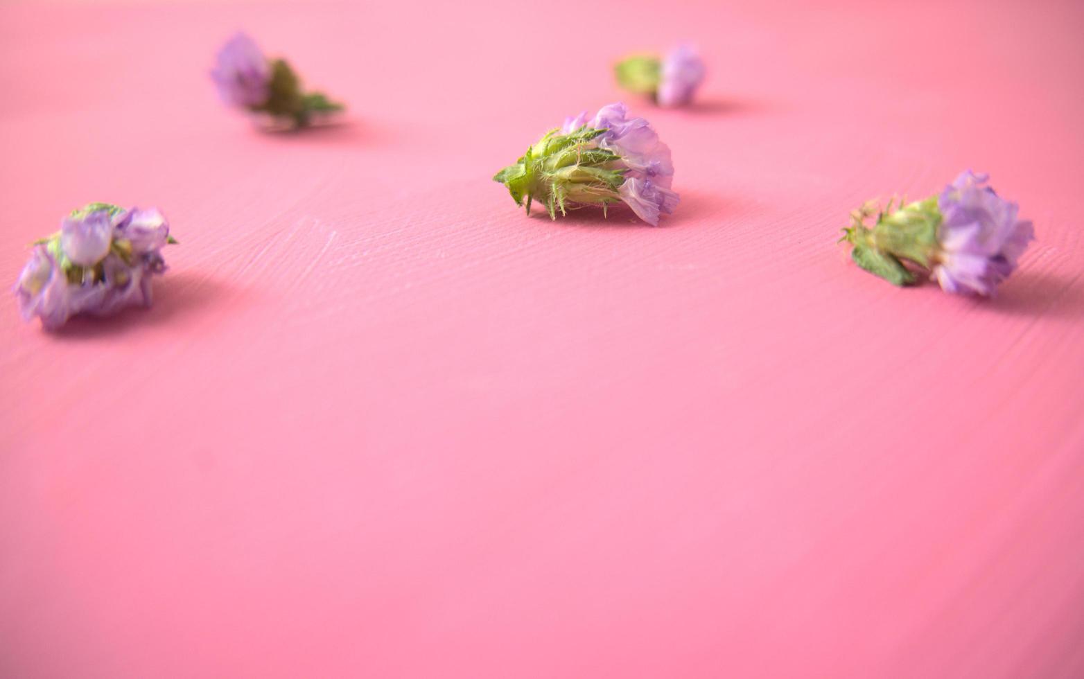 lila blommor spridda på rosa bakgrund foto