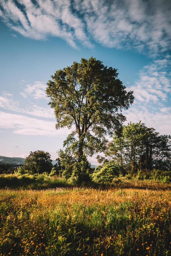 gröna träd i fältet under dagen foto