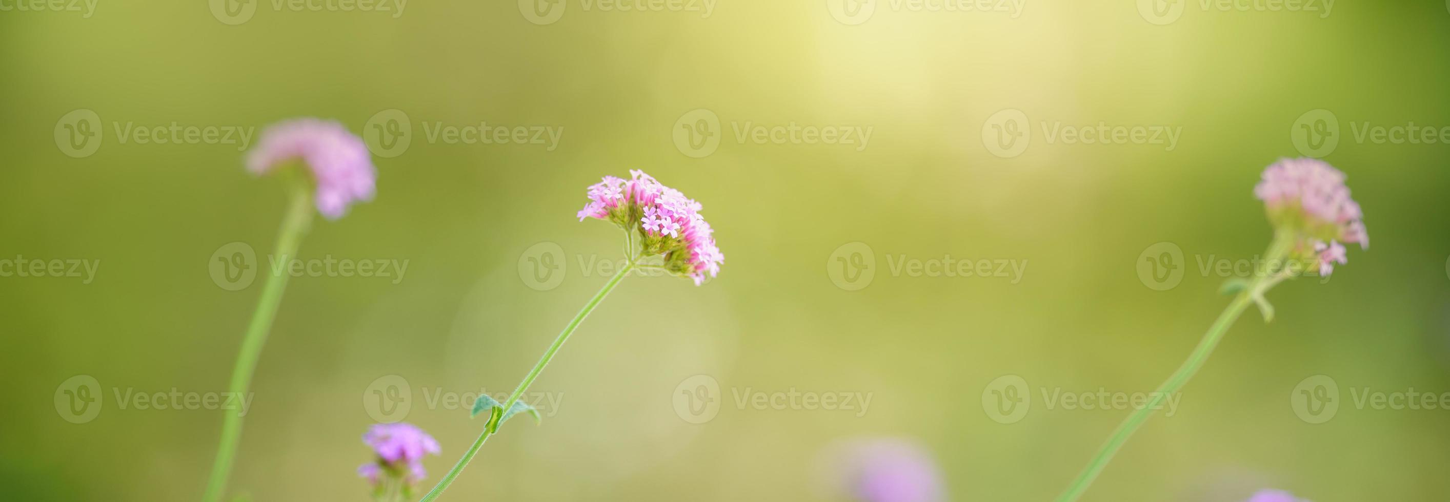 närbild av rosa lila blomma under solljus med kopia Plats använder sig av som bakgrund naturlig växter landskap, ekologi tapet omslag sida begrepp. foto