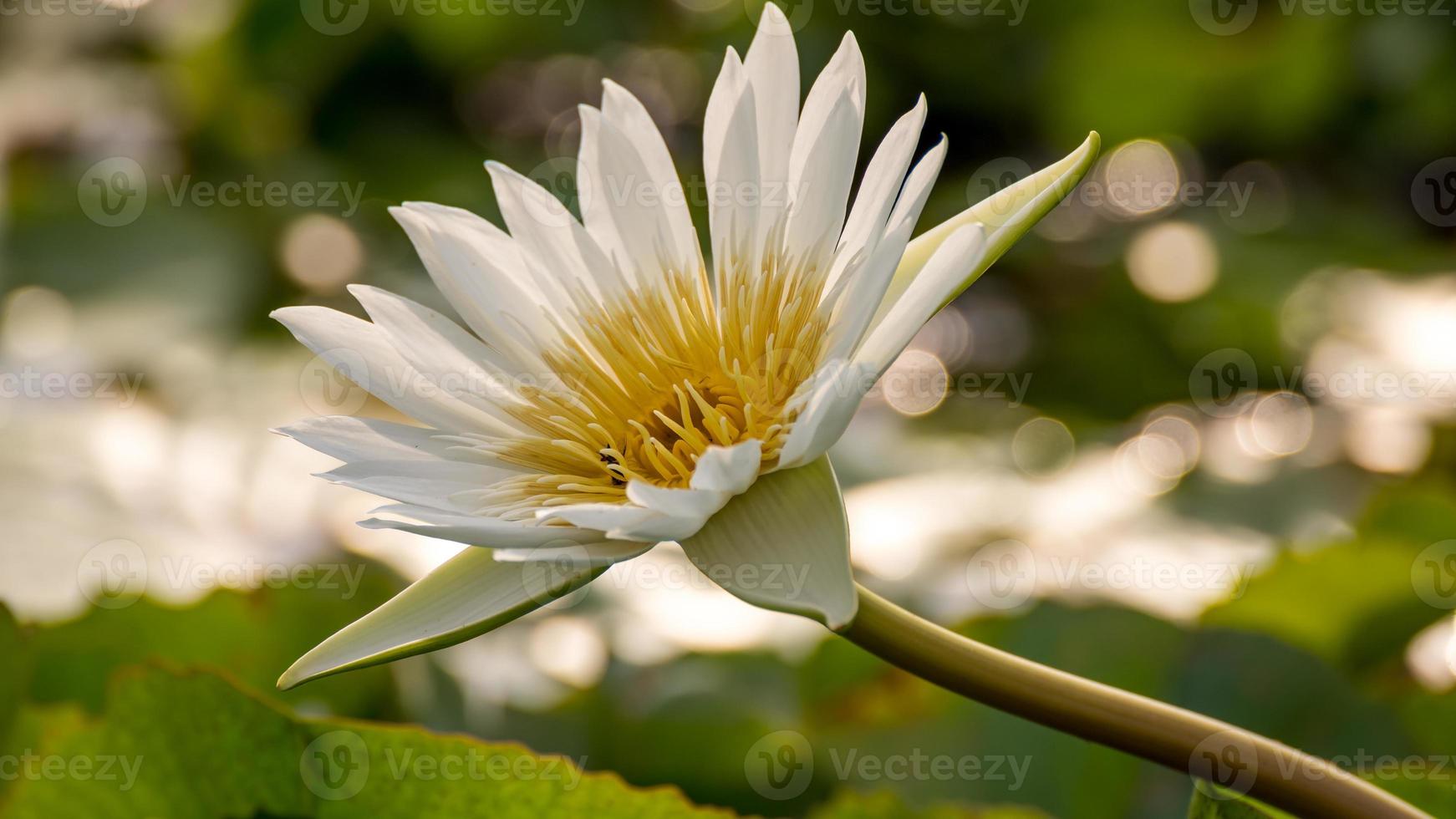 lotus blomma blomning i de damm bokeh bakgrund foto