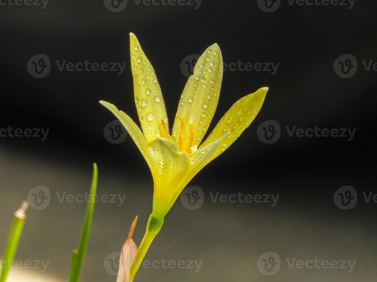 gul lilja blomma blomning i de trädgård foto