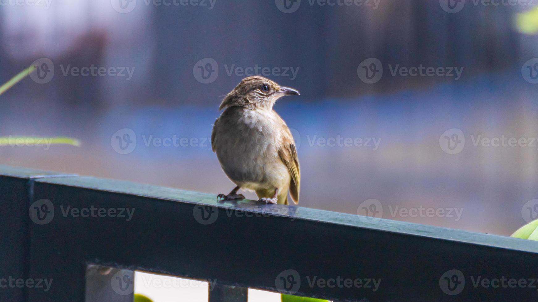 streak eared bulbul stå på staketet foto