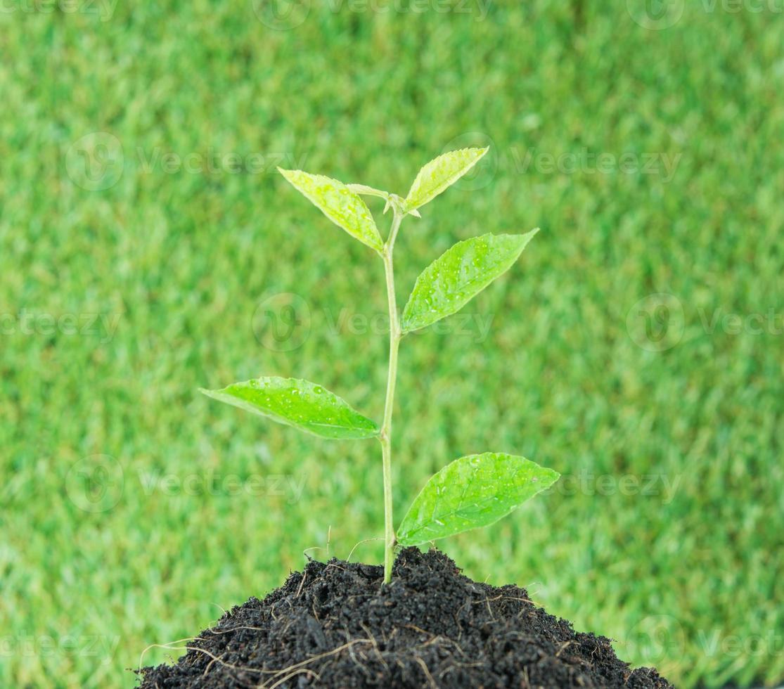 ung liten ny grön växt foto
