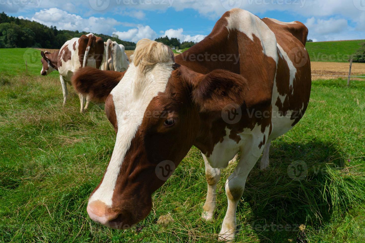 vit och brun kor i en swiss bruka foto