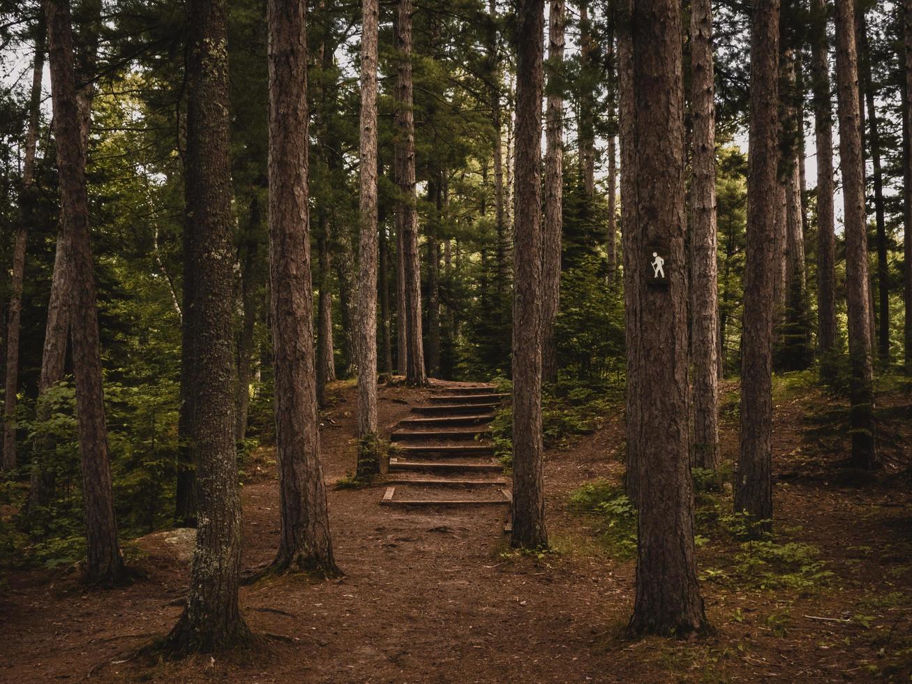 trappor som går mellan träden foto