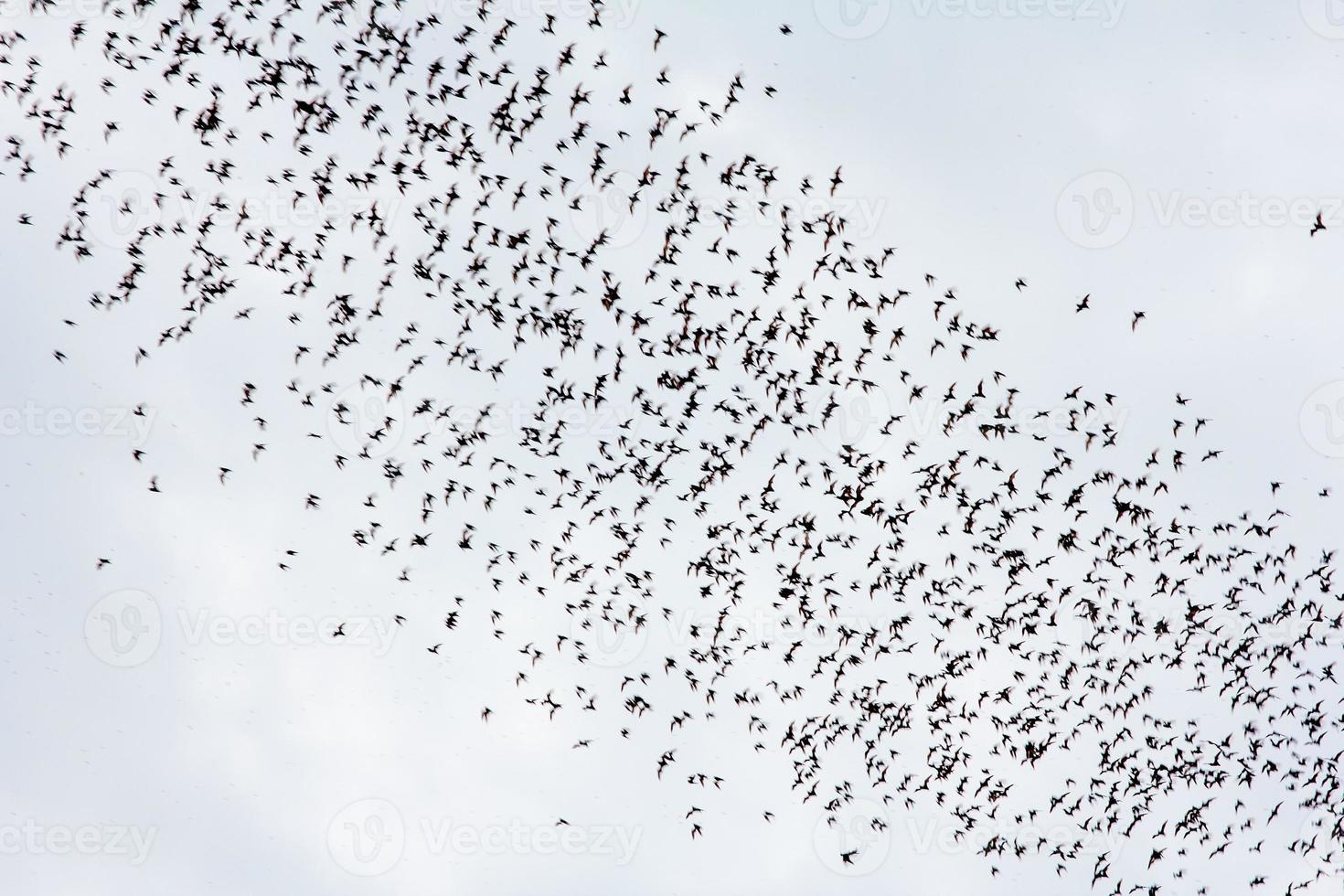 de fladdermus flygande snabb ut av de grotta khao chongpran. foto