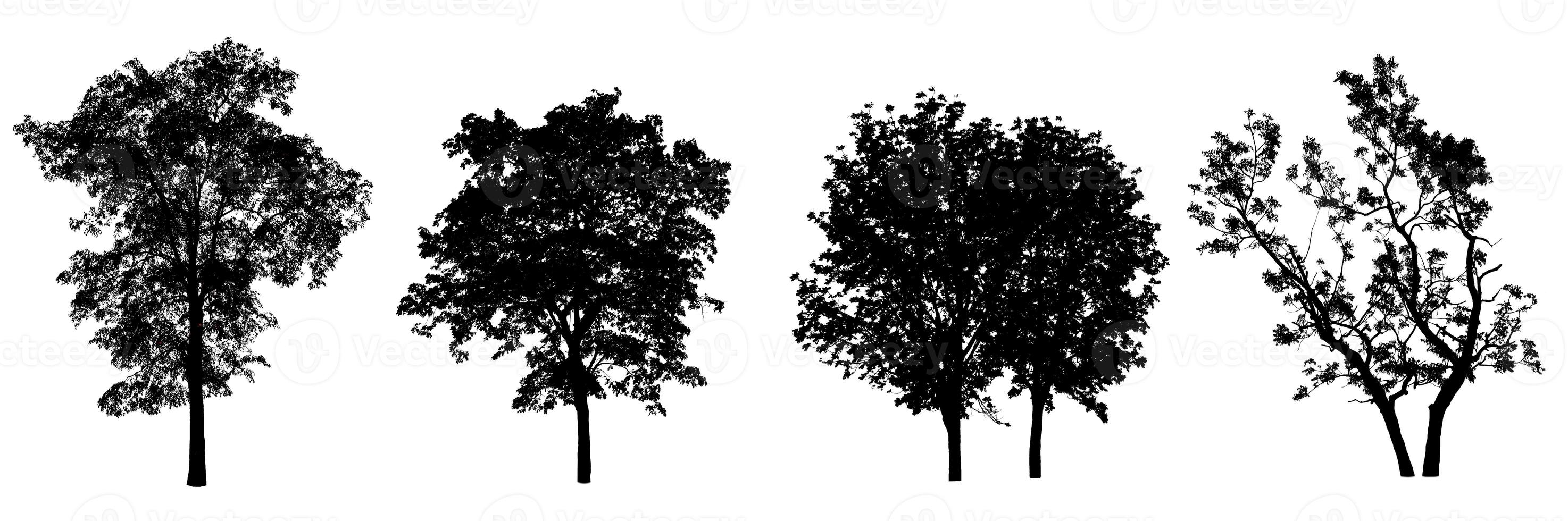 uppsättning av träd silhuett för borsta på vit bakgrund foto