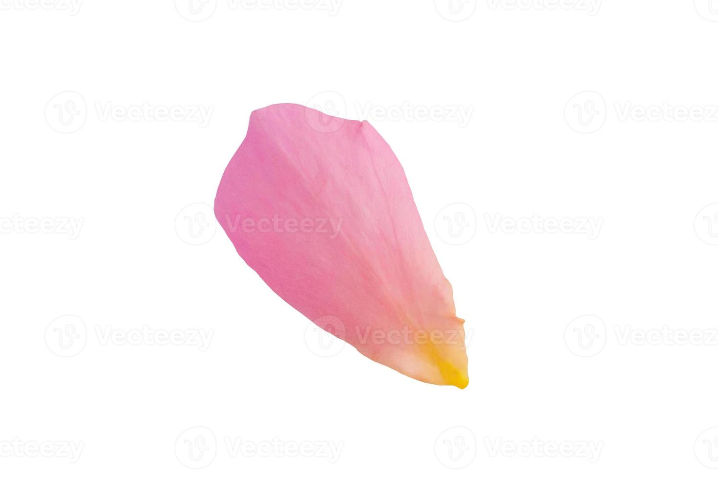 rosa reste sig kronblad isolerat på vit bakgrund med klippning väg foto