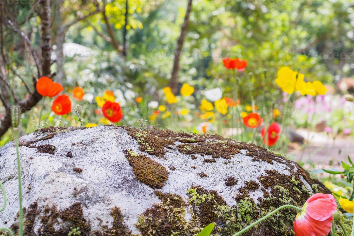 grön mossa på de sten med vallmo blomma i de trädgård foto