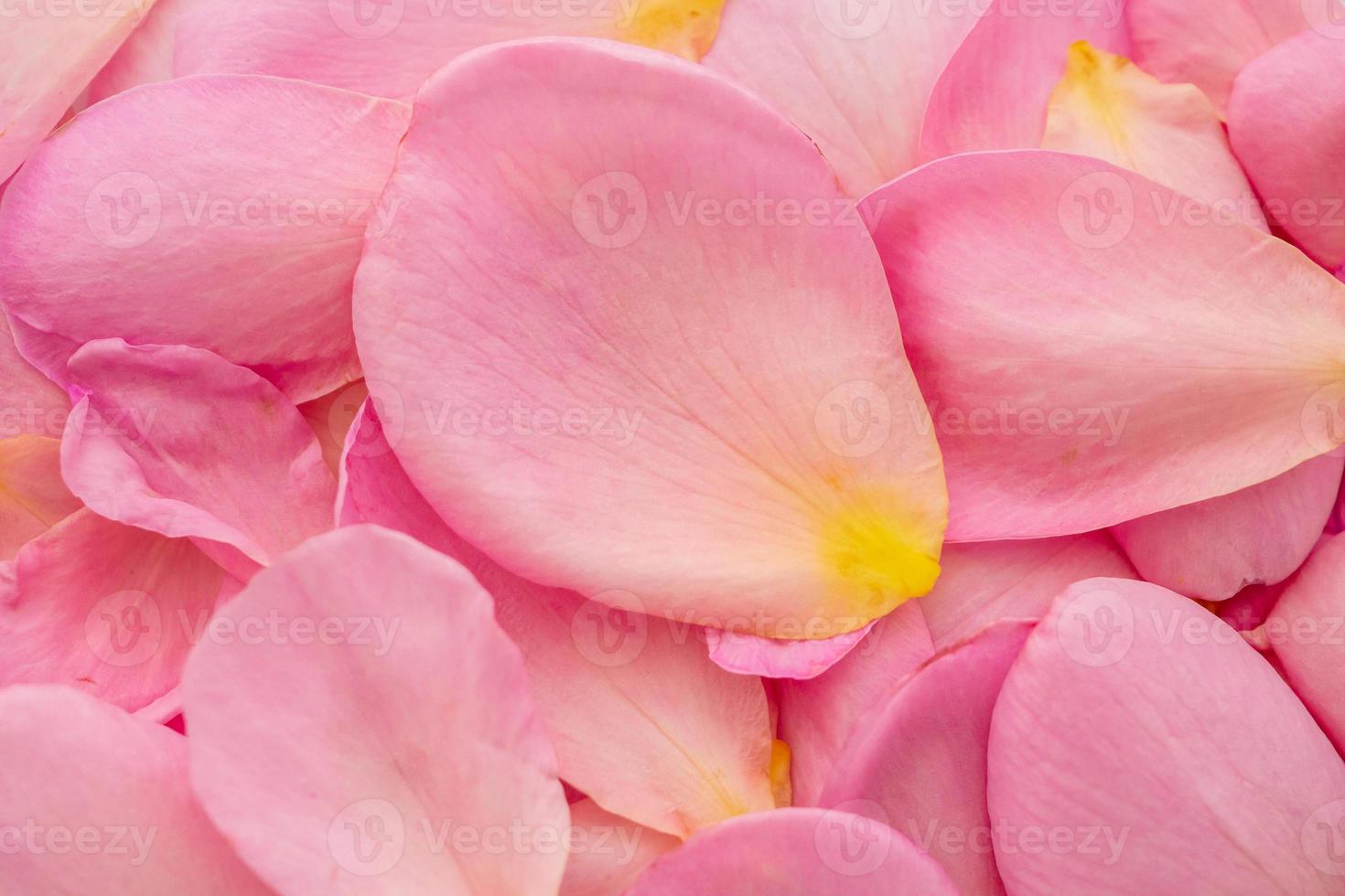 vackra rosa rosenblad för alla hjärtans dag bakgrund ovanifrån foto