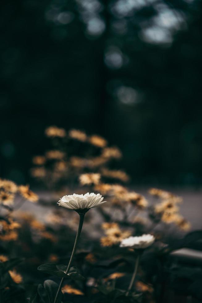 fält av blommor på kvällen foto