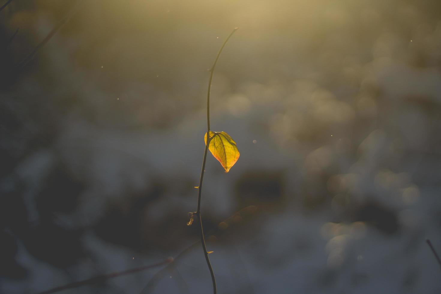 torkad växt med gult blad foto