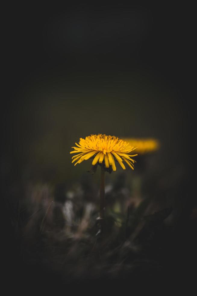 gula blommor i mörkret foto