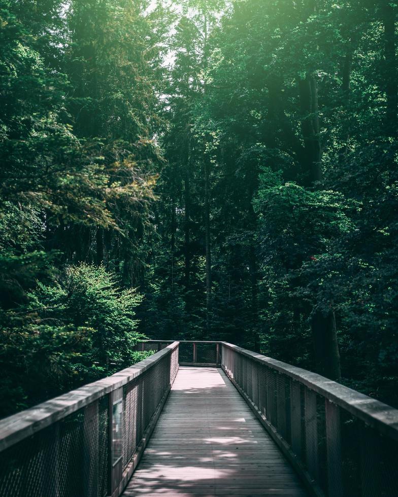 träbro i grön skog foto