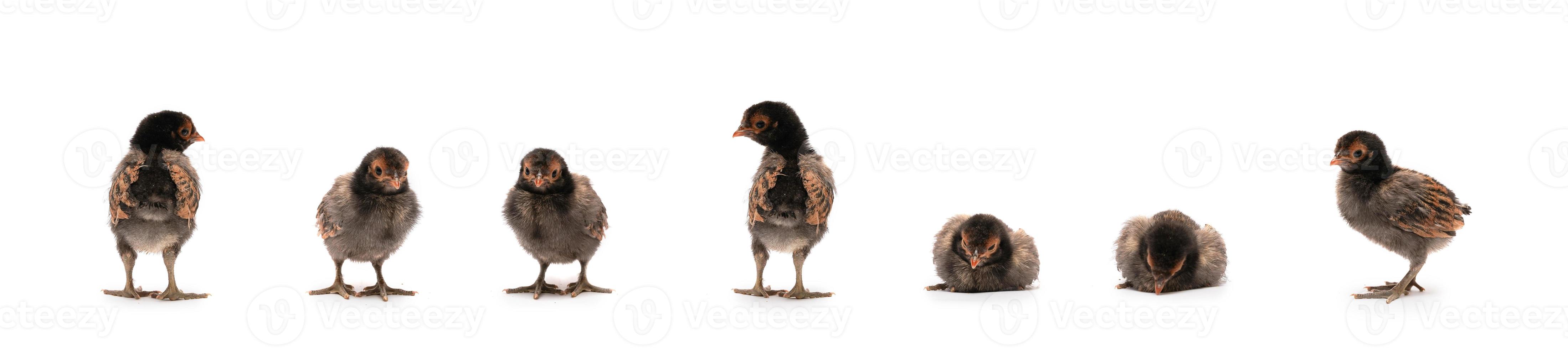 isolerade söt svart brun baby appenzeller kycklingar som på raden på vit klar bakgrund studio ljus. foto