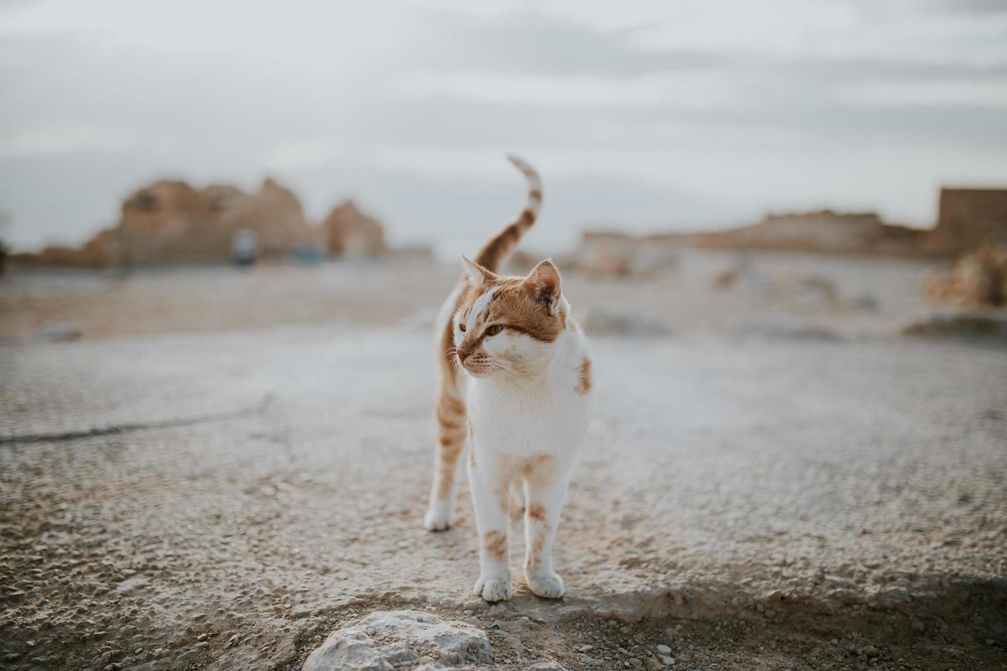 orange och vit tabby cat foto