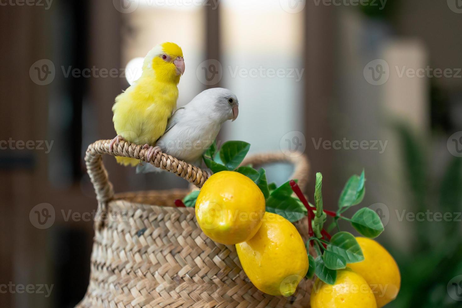 par forpus liten mycket liten papegojor fågel är uppflugen på de korg- korg och artificiell citron. foto