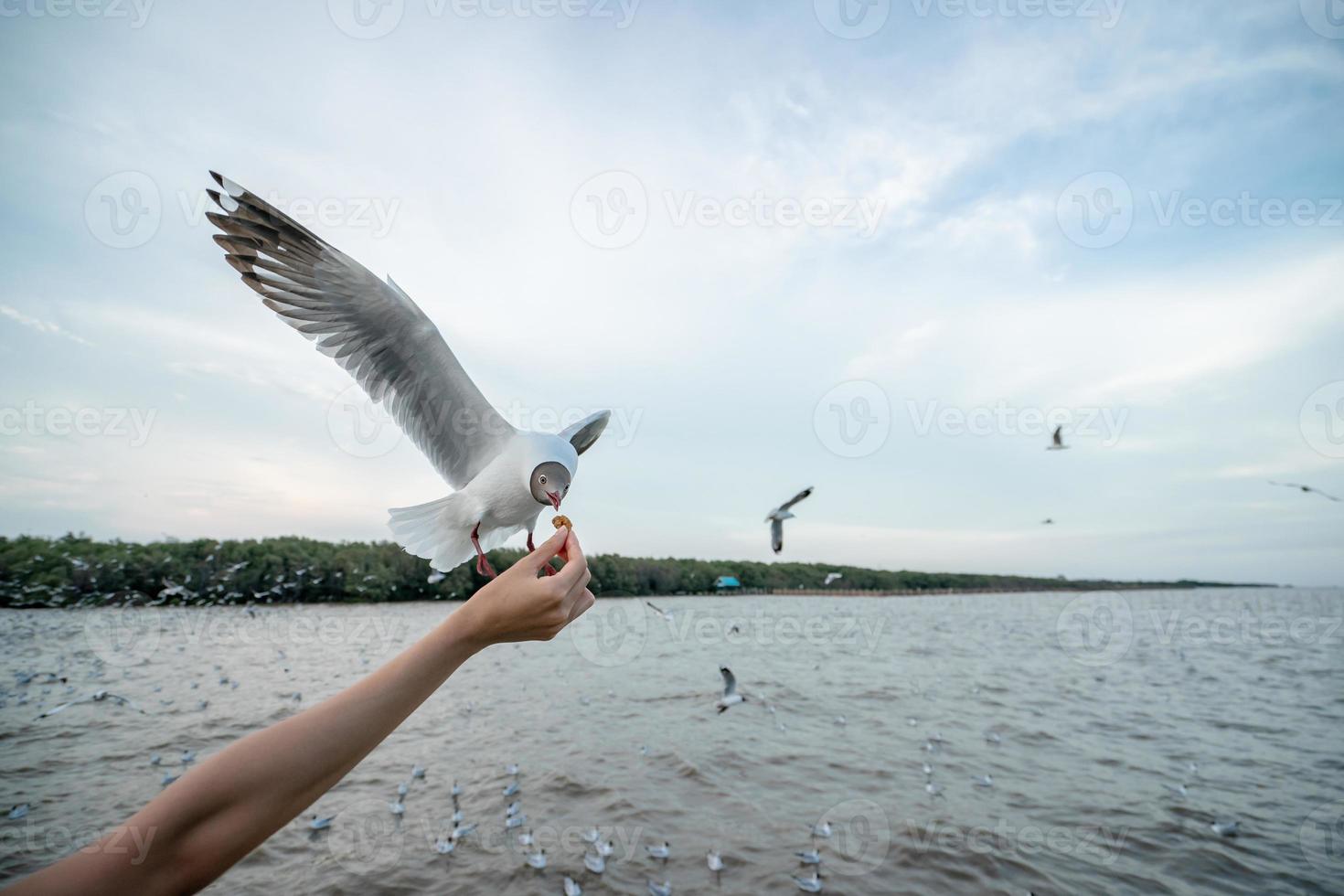 kvinna hand matning fiskmås fågel. fiskmås flygande till äta mat från hand. foto