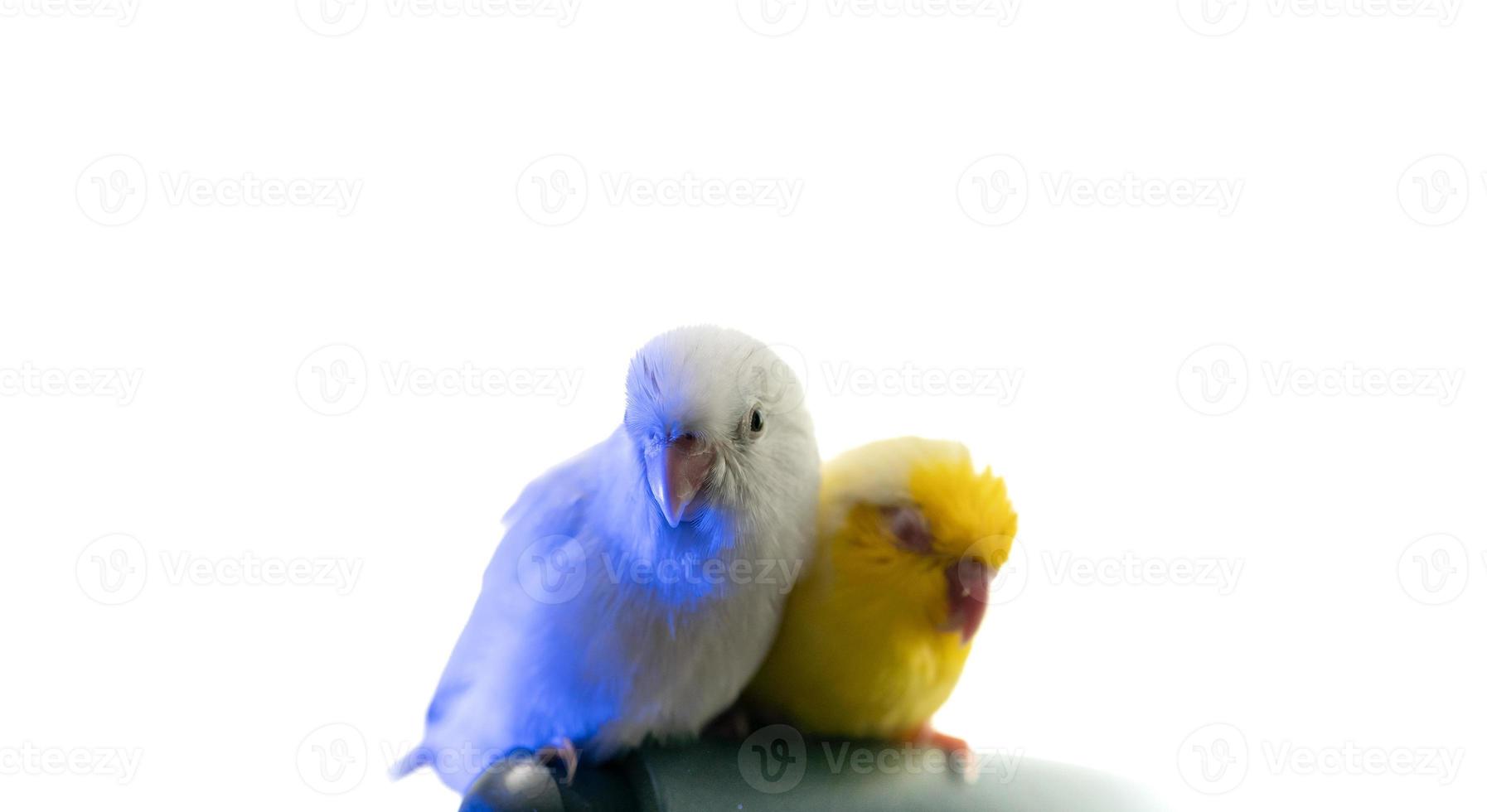 par av mycket liten papegoja parakit vit och gul forpus fågel. foto