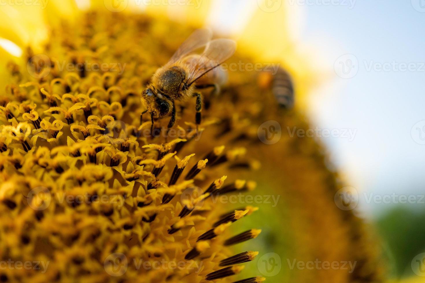 mycket liten honung bi pollinerande från gul solros i de fält. foto