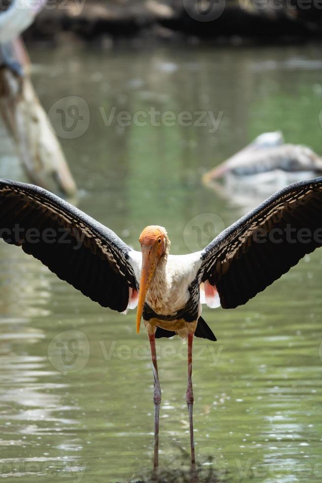 marabou stork nära de flod. foto