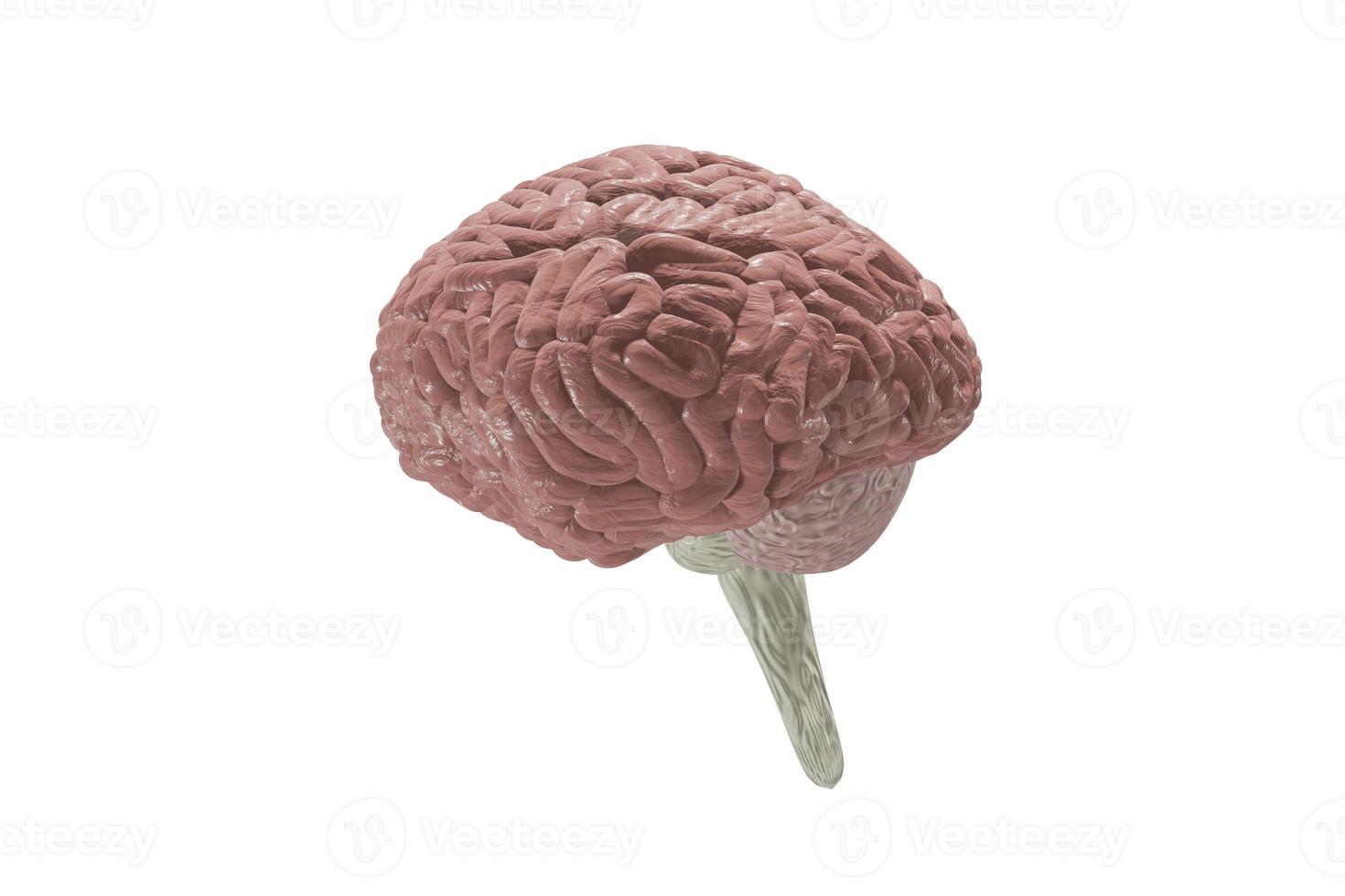 mänsklig hjärna mänsklig anatomi på vit isolerat bakgrund, 3d tolkning. foto