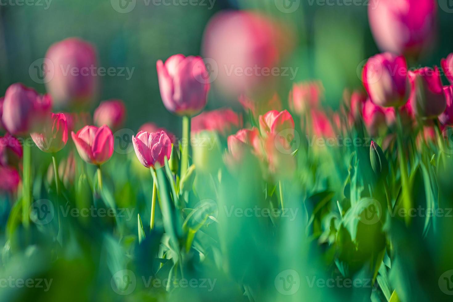 skön närbild ljus rosa tulpaner på suddig vår solig bakgrund. Fantastisk romantisk springtime blommor bakgrund, kärlek roman panorama- begrepp. mödrar dag baner färgrik dröm natur äng foto