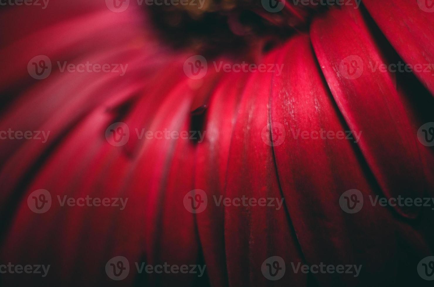 skön närbild makro Foto av röd gerbera kronblad