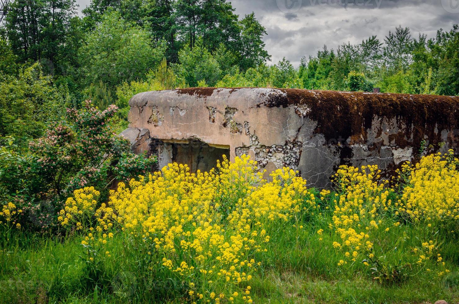 gammal befästning i de skog bland blommor foto