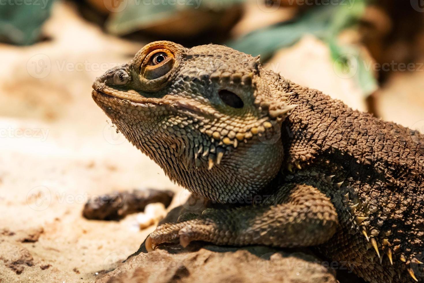 central skäggig drake. reptil och reptiler. amfibie och amfibier. tropisk fauna. foto