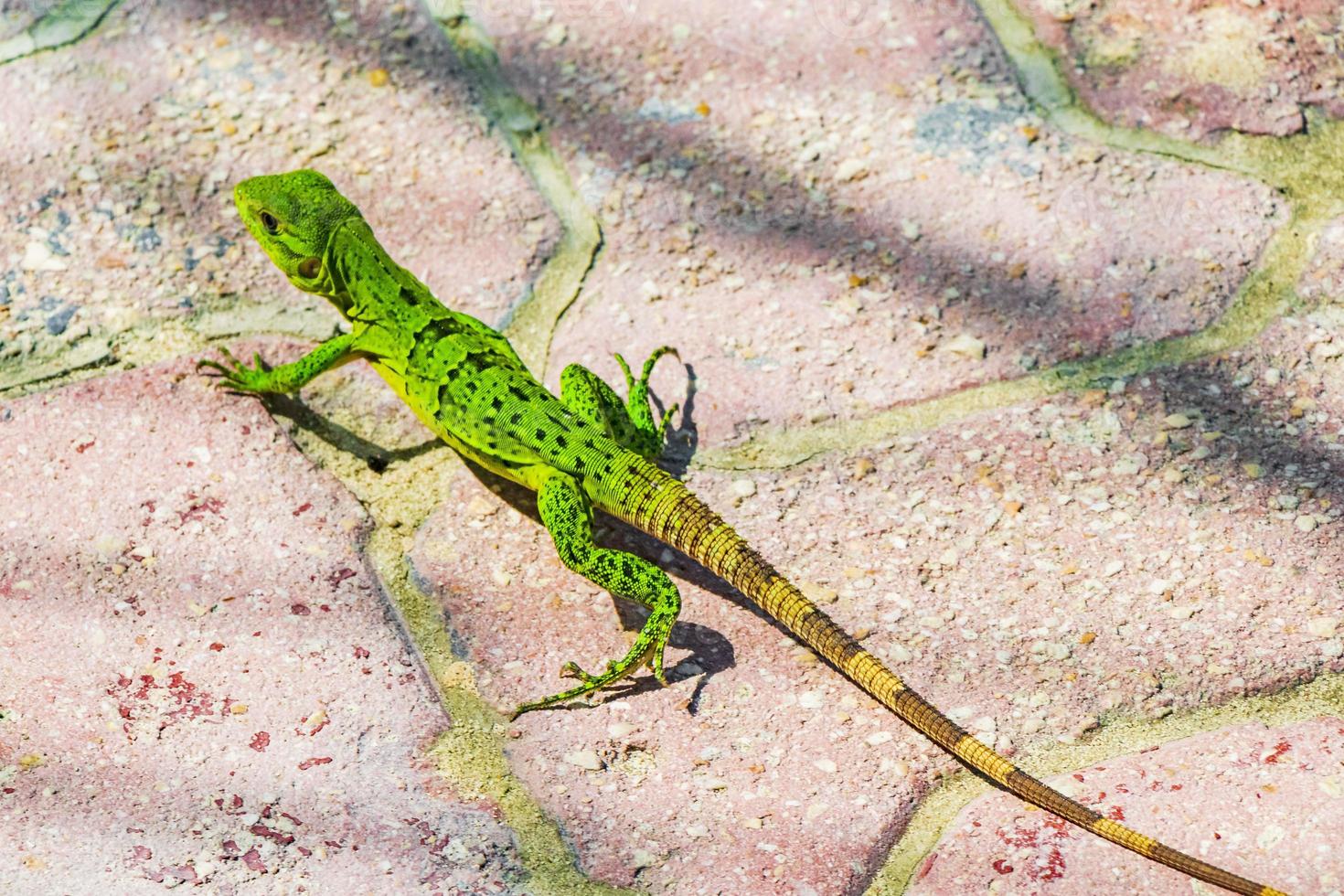 karibiska grön ödla på de jord playa del carmen Mexiko. foto