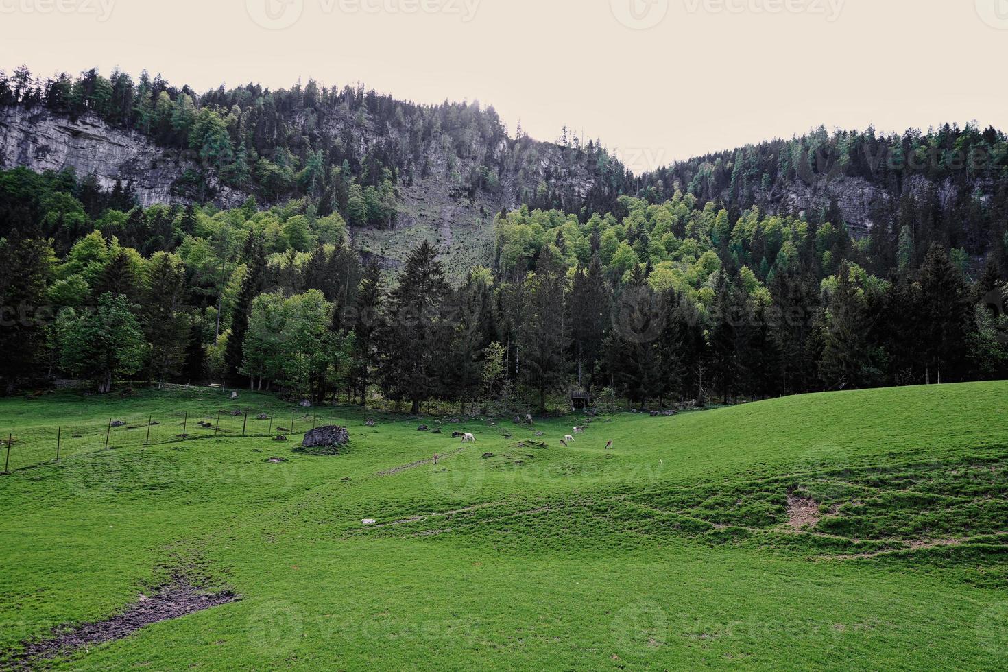 djur på äng på untertauern vildpark, Österrike. foto