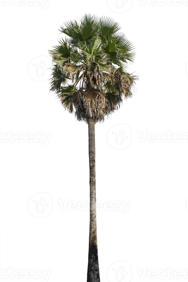 socker palm isolerad på vit bakgrund foto