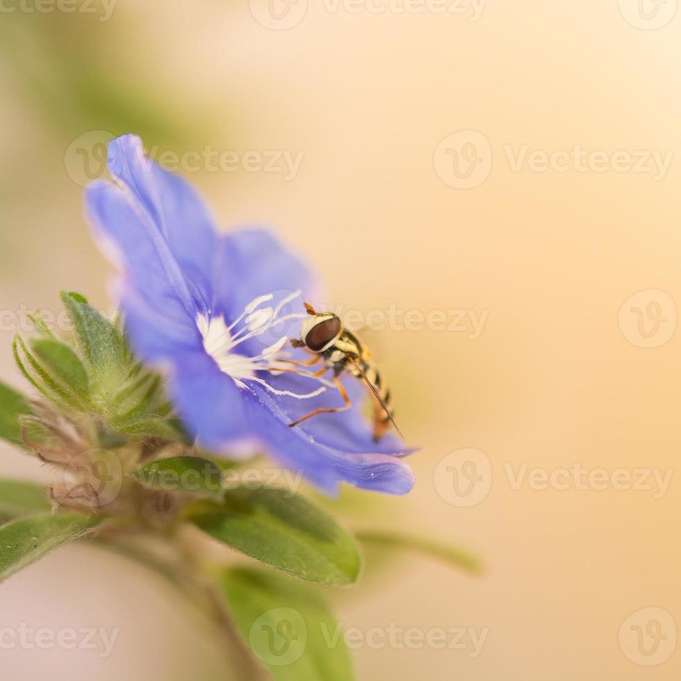 lila blommor med insekter. foto