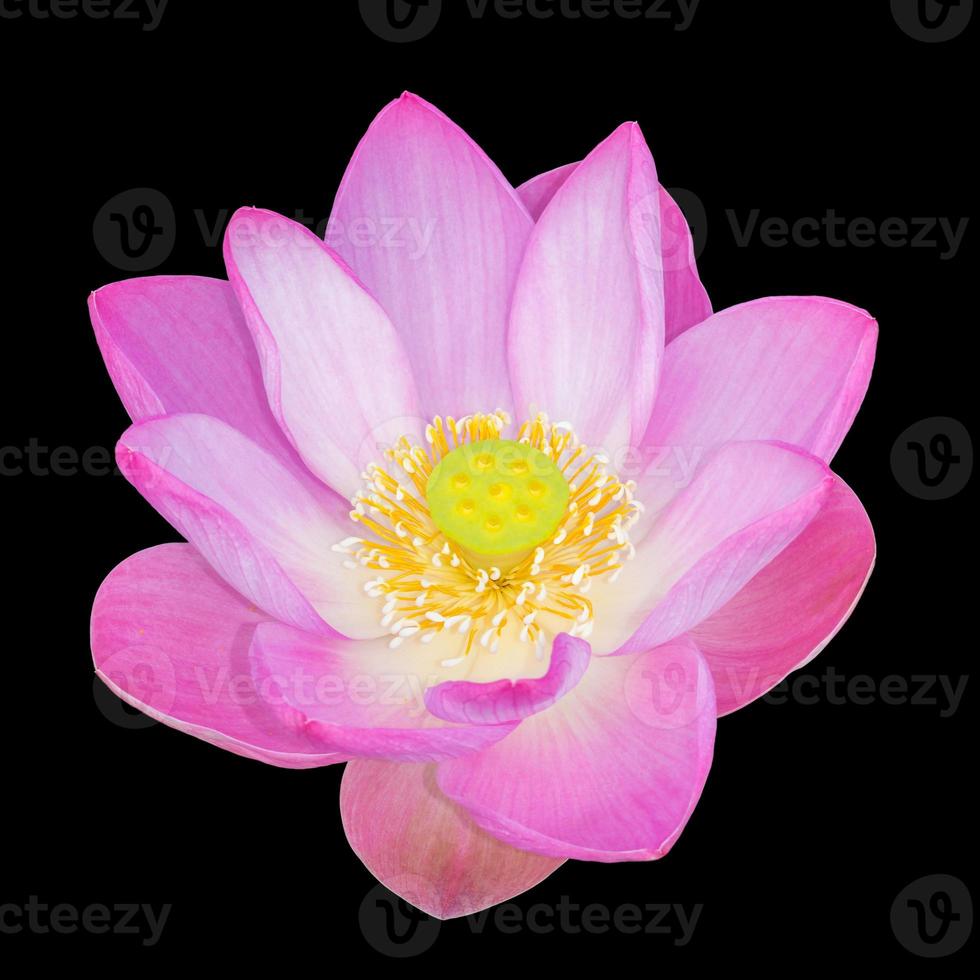 lotus blomma växt isolerat på svart bakgrund, klippning väg foto