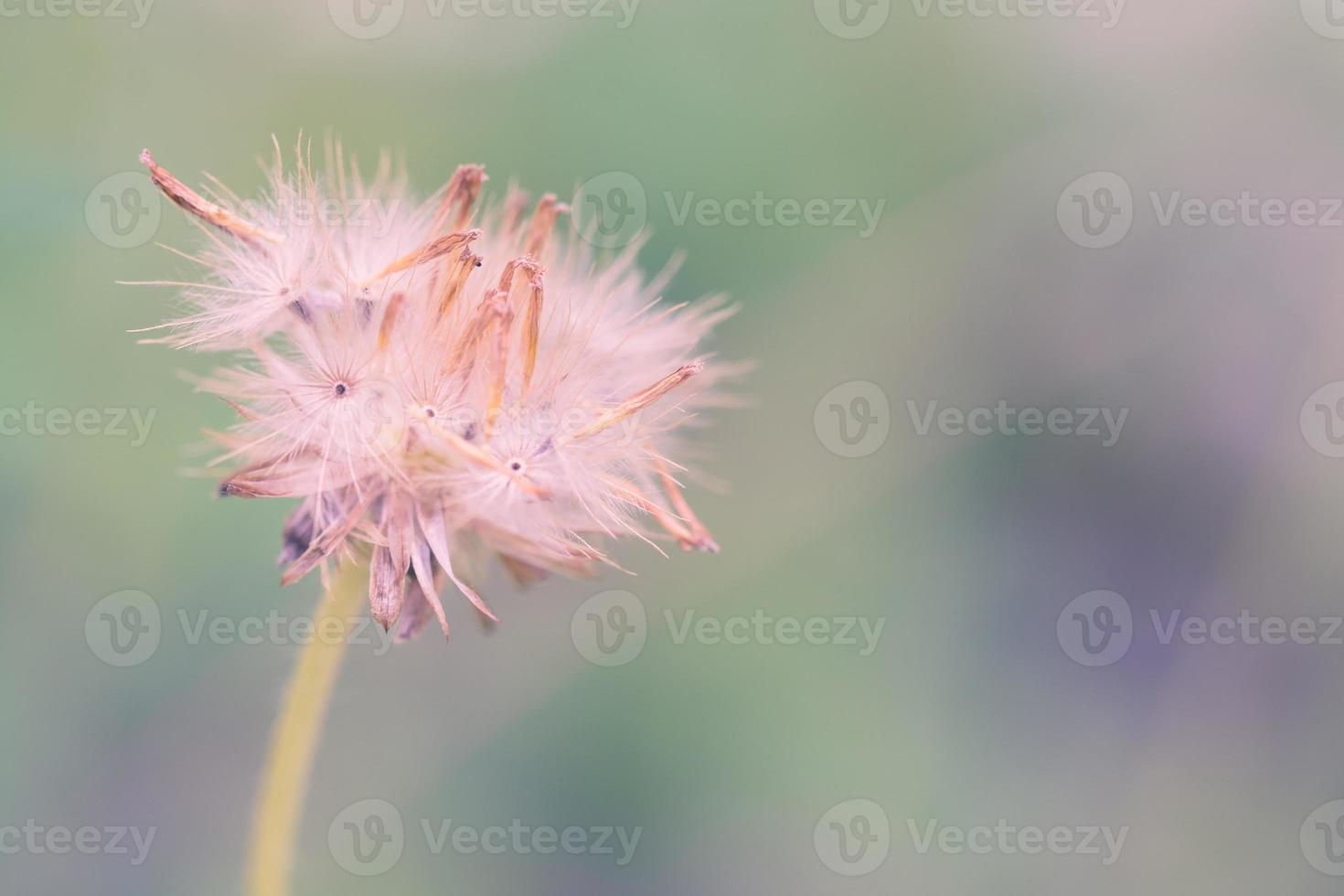 blomma skön färsk i mjuk värma ljus. höst landskap pastell tona foto