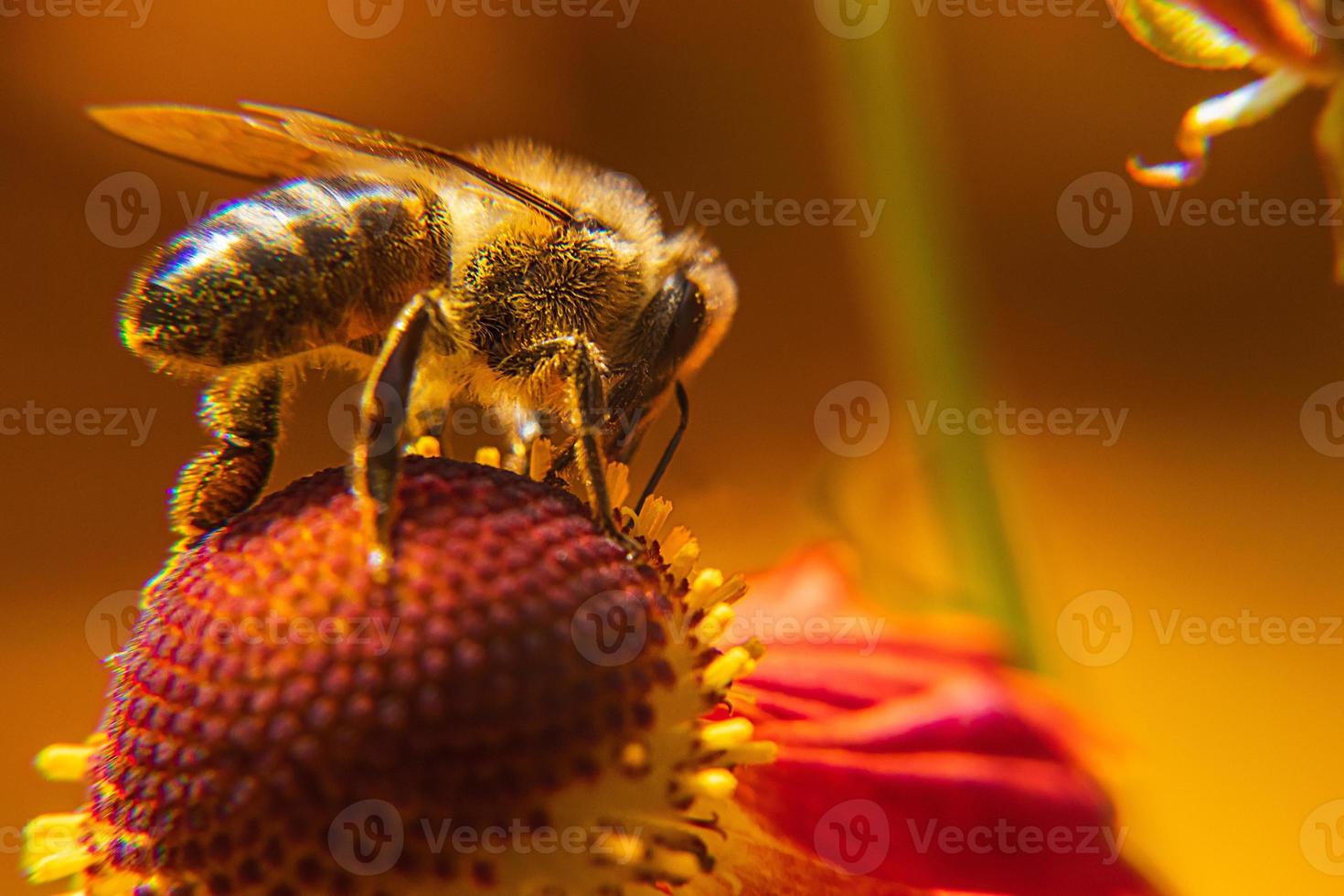 honungsbi täckt med gul pollen drick nektar, pollinerande blomma. inspirerande naturliga blommor våren eller sommaren blommande trädgård bakgrund. liv av insekter, extrem makro närbild selektiv fokus foto