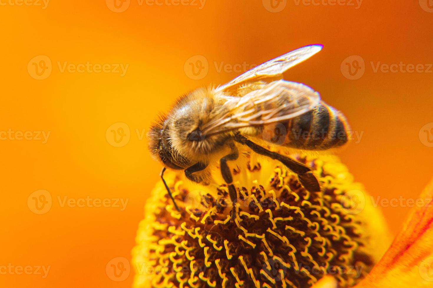 honungsbi täckt med gul pollen drick nektar, pollinerande blomma. inspirerande naturliga blommor våren eller sommaren blommande trädgård bakgrund. liv av insekter, extrem makro närbild selektiv fokus foto