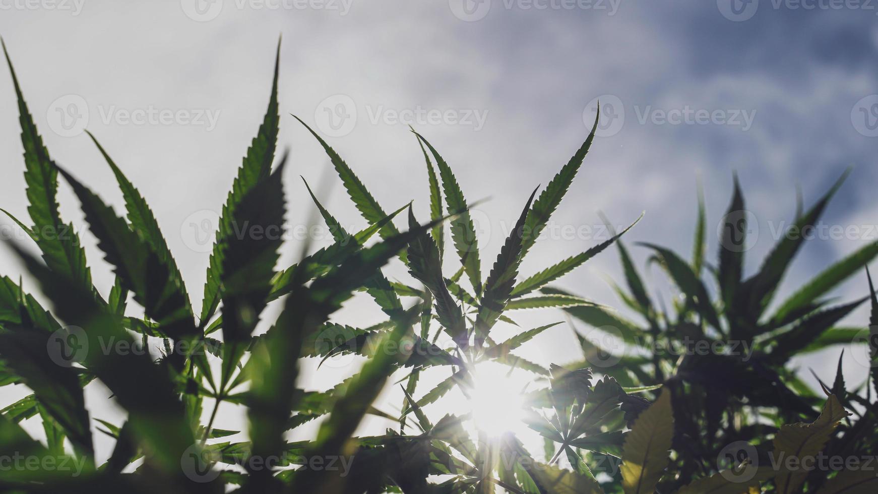 odling av cannabis växter i thailand för medicinsk syften cannabis blommor och löv den kan bota och lindra många sjukdomar. foto