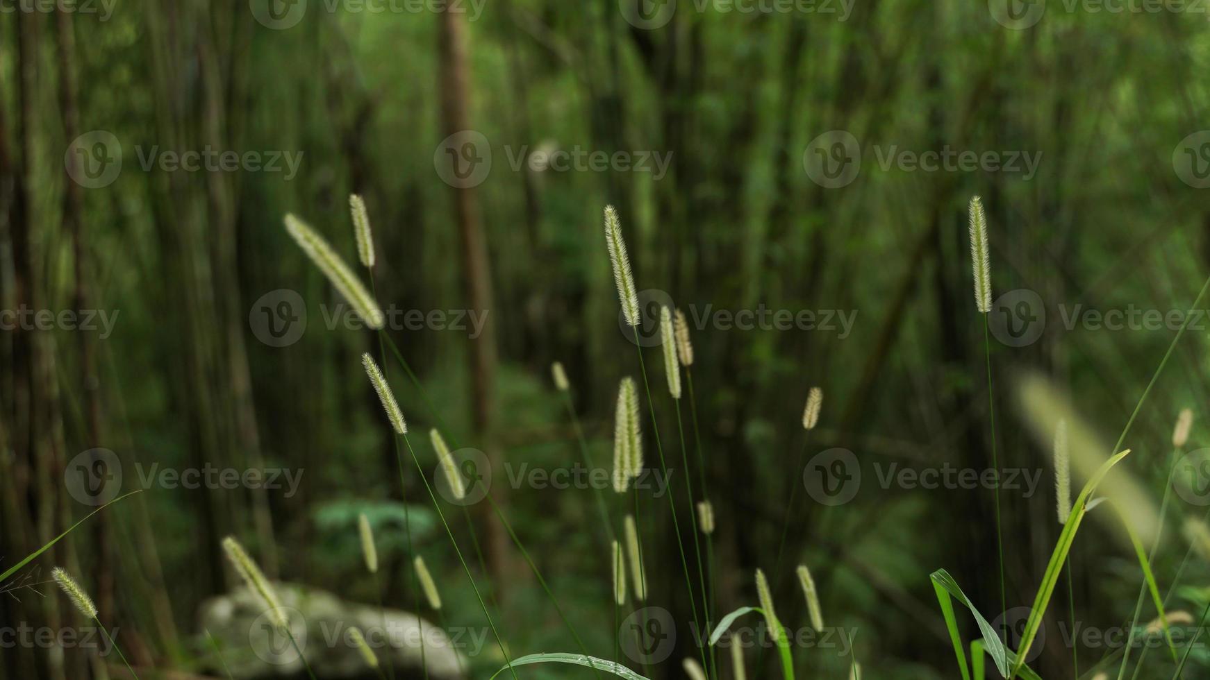 skön vild gräs vanligtvis inträffa i de regnig säsong. foto