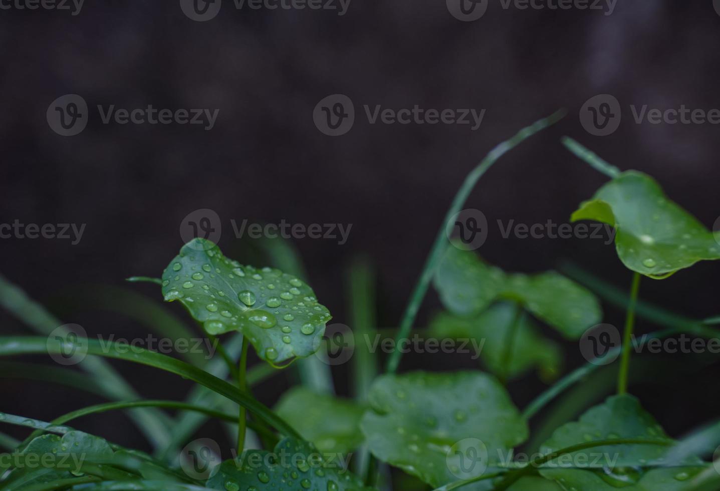 regndroppar på löv eller naturlig gräs blad med kopia Plats skön på de gräsmatta. foto