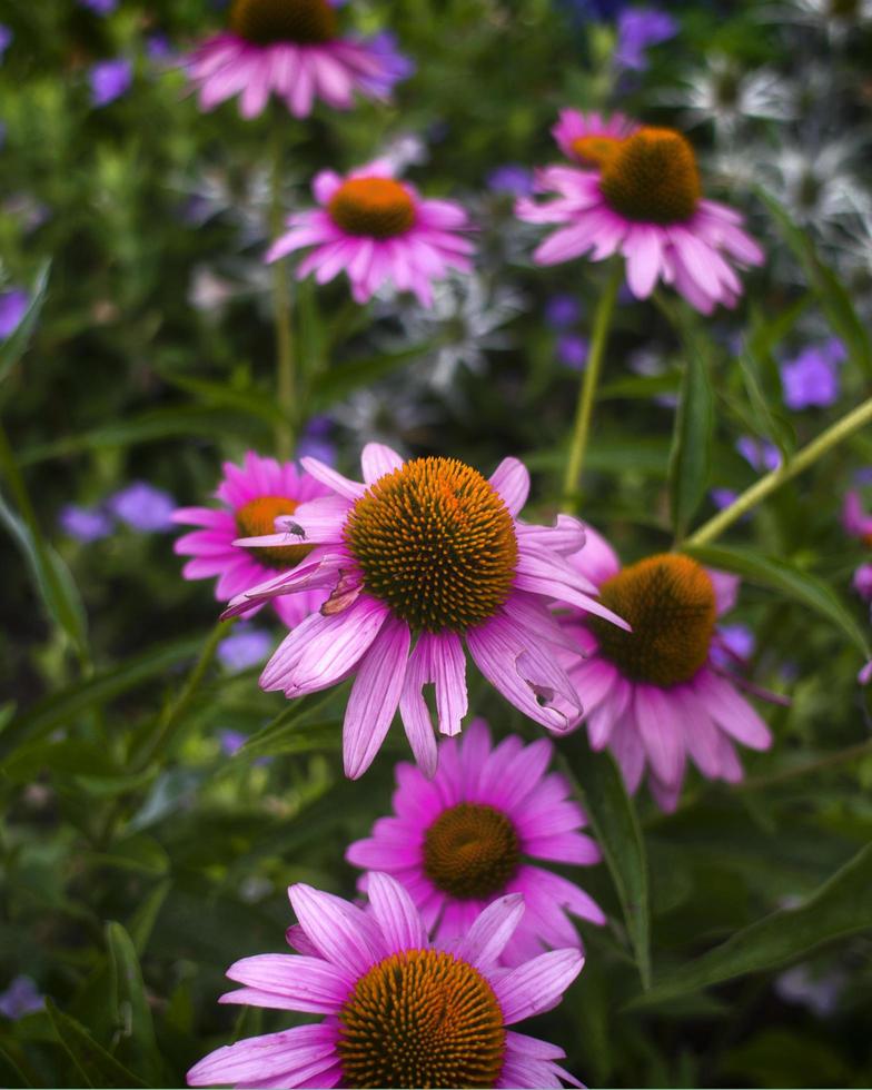 närbild av lila koneflowers foto