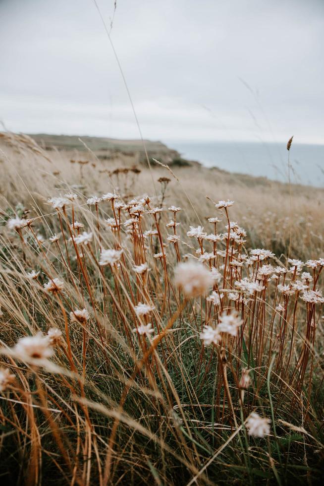 närbild av fältet med vita blommor foto