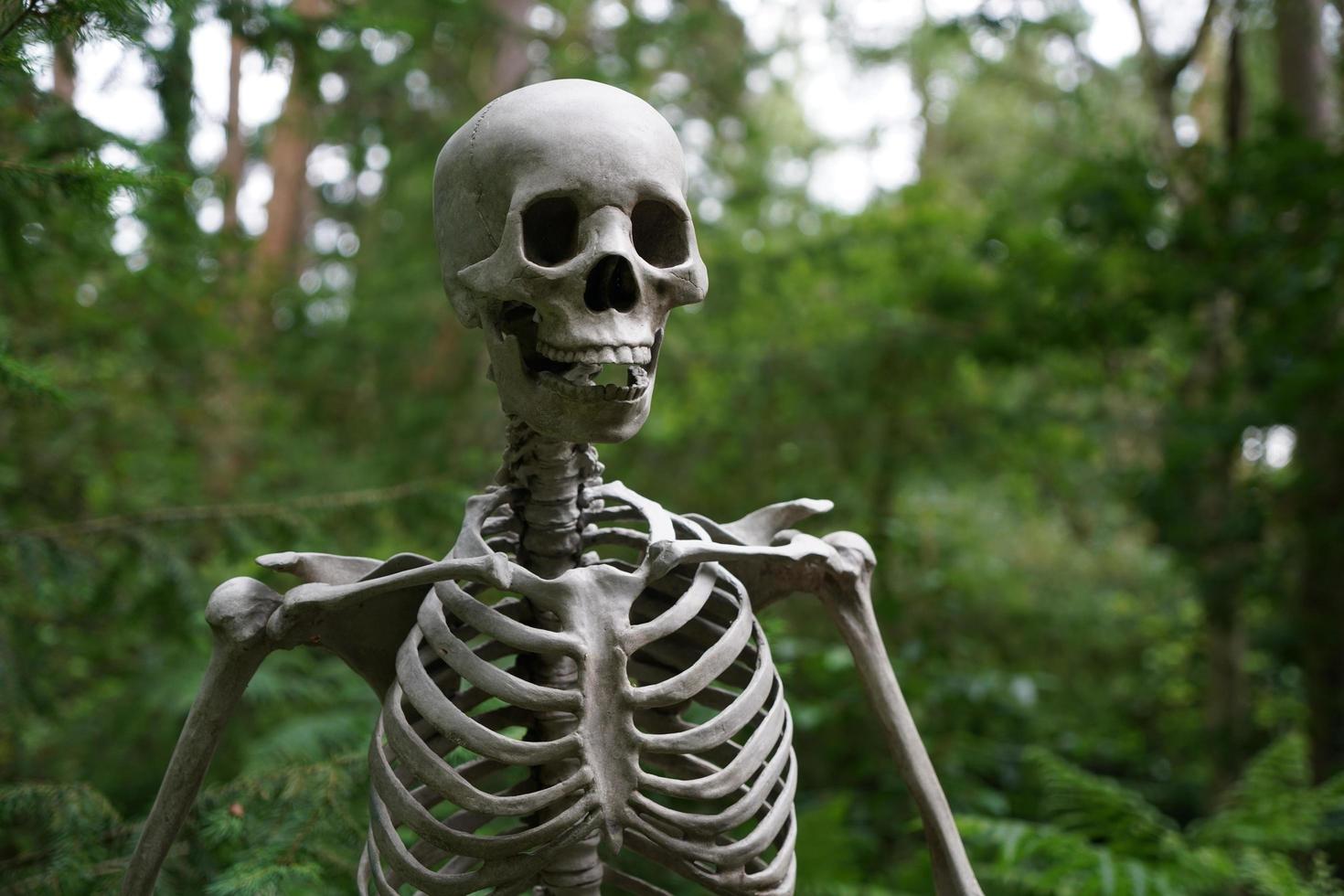 närbild av skelettet utanför foto