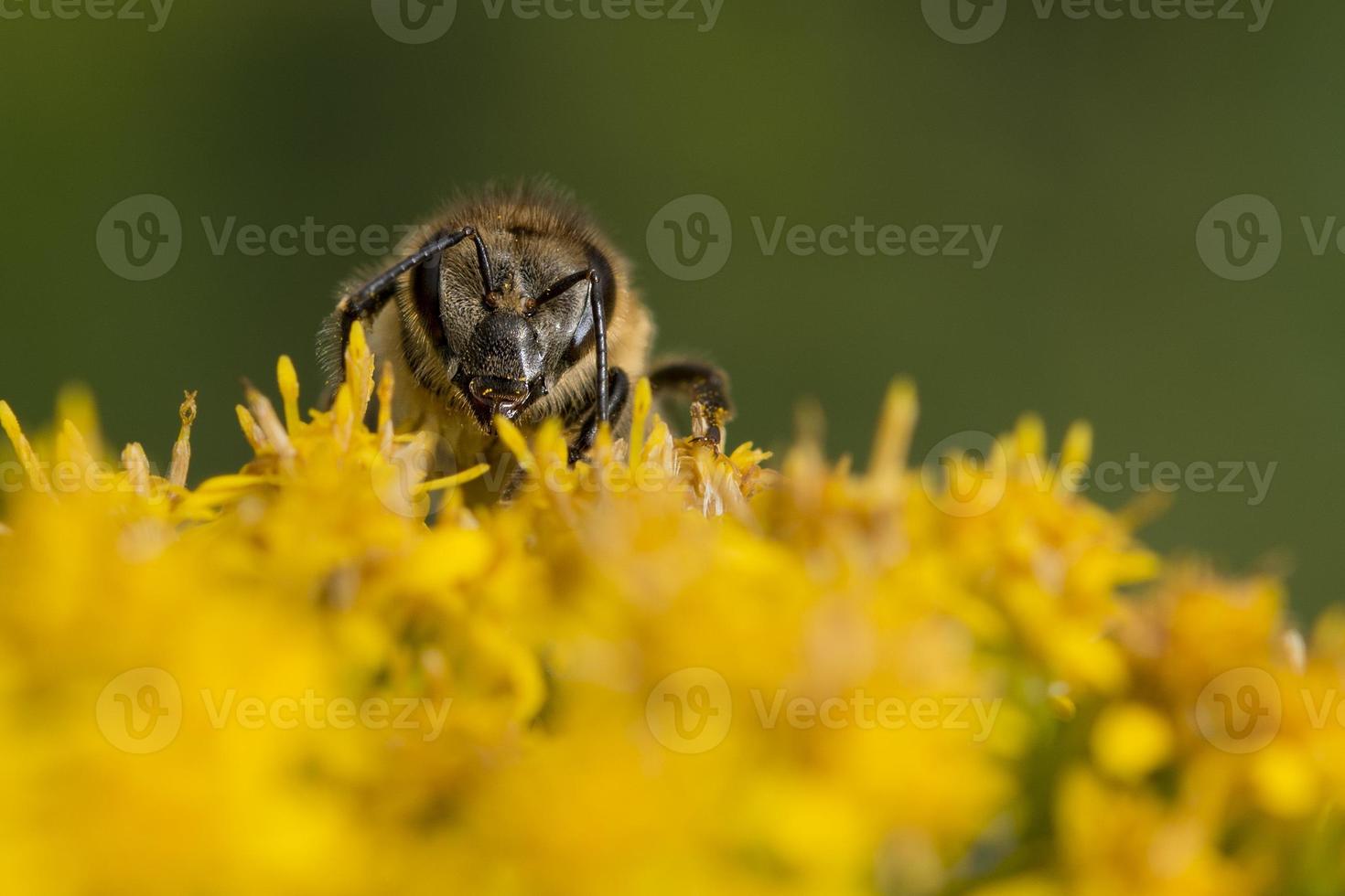 bi medan sugande pollen foto