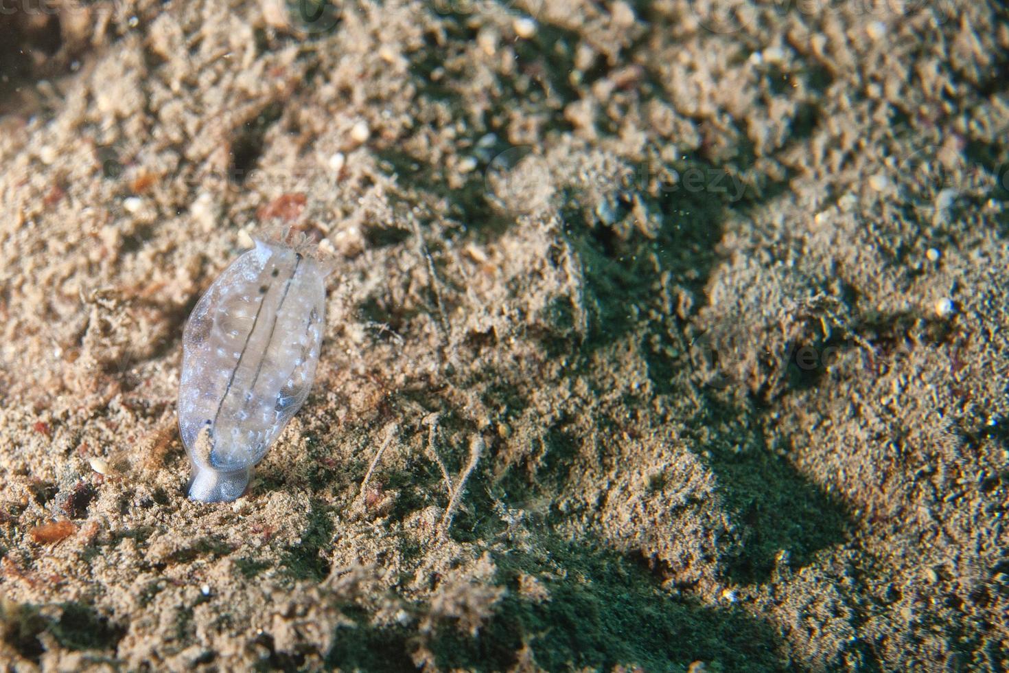 mjuk korall makro på sand detalj foto