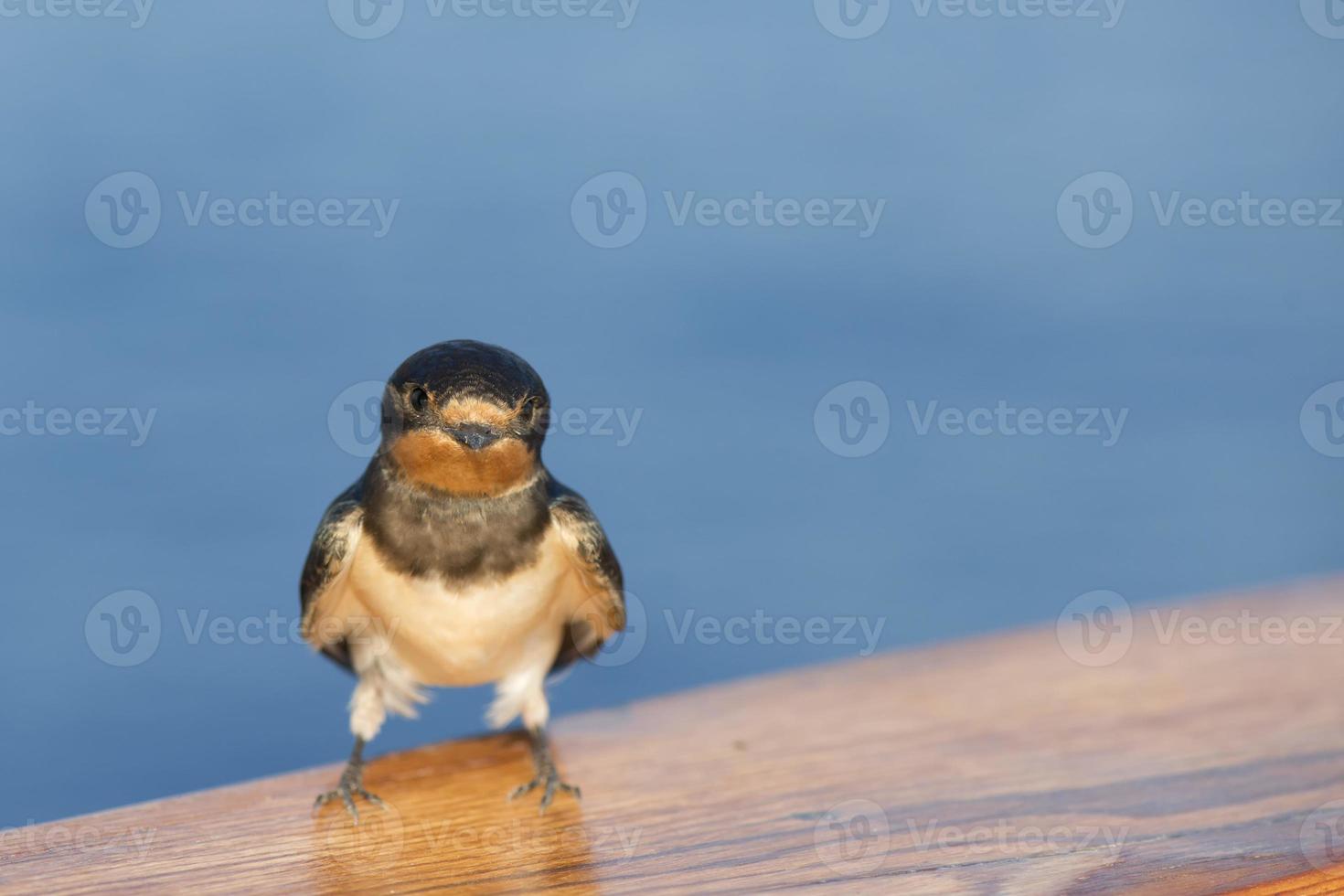 en snabb svälja fågel från afrika porträtt i de blå hav bakgrund foto